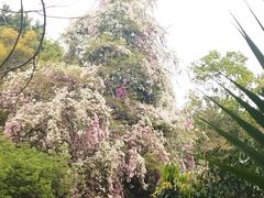 -深圳国际园林花卉博览园