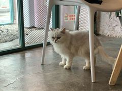 -喵屿·大理花园猫咖