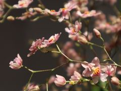 -青石桥花鸟鱼虫市场(叠翠城店)