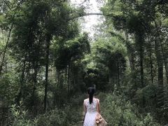 -合肥滨湖国家森林公园