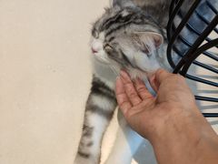 -飞行喵MR PILOT|猫舍·猫咖(静安大融城店)