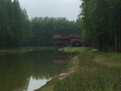 -黄海国家森林公园