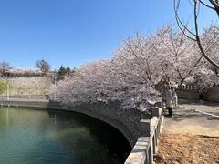 -樱花山风景区