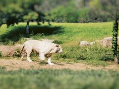 -北京野生动物园