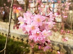 -西安青龙寺遗址景区