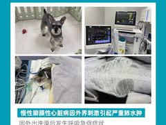 -美联众合动物医院·24h转诊中心