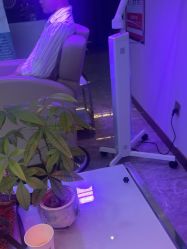 -碧莲盛·不剃发植发