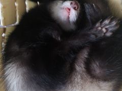 -瑞派名望24h动物医院异宠专科·猫专科·骨科·重症监护分院