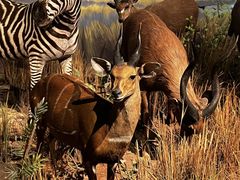 -陕西自然博物馆