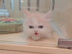 -momokira米努特·德文卷毛猫·棉花面纱犬