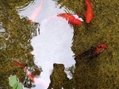 -柳侯公园