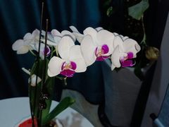 -逸栈养生SPA(望京店)