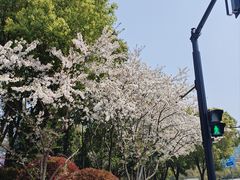 -茂菊口腔连锁(浦东南路店)