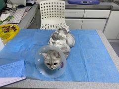 -达爱动物医院·犬猫分区·CT·复杂眼科(远洋山水分院)