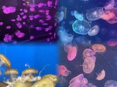 -烟台海昌鲸鲨海洋公园