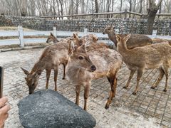 -北京野生动物园