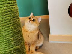 -飞行喵MR PILOT|猫舍·猫咖(静安大融城店)