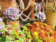 -青石桥花鸟鱼虫市场(叠翠城店)