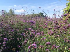 -北纬44度·金珠花海休闲农业旅游景区