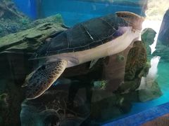 -广东惠东海龟国家级自然保护区