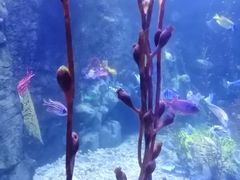 -太平洋海底世界