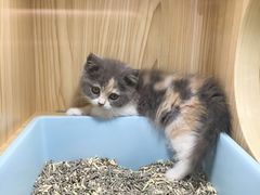 -屋虎猫馆(宝安大仟里店)