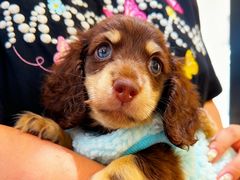 -萌宠之家·腊肠犬·马尔泰·小体犬舍