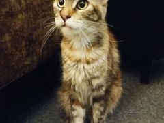 -猫色咖啡·猫咖
