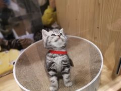 -屋虎猫馆(宝安大仟里店)