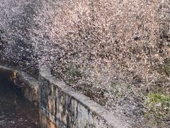 -中山市树木园