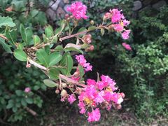 -木兰云雾山