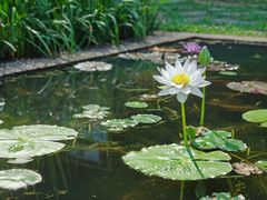 -中国科学院华南植物园