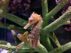 -暹罗海洋世界