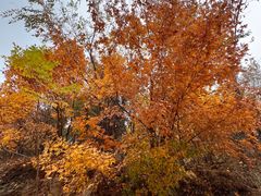 -北京西山国家森林公园