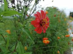 -瑶湖郊野森林公园