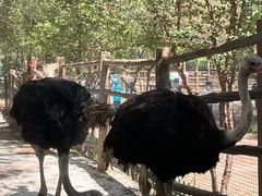 -青藏高原野生动物园