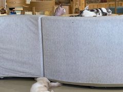 -藏猫猫咖啡主题馆(中央大道店)