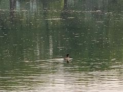 -西湖外事游船(花港观鱼码头)