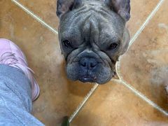 -柯斗斗主题餐厅·狗咖·围炉煮茶·茶饮(国瑞升平里店)