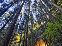 -上色见熊野座神社