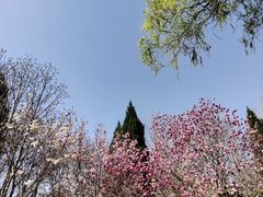 -石家庄市植物园