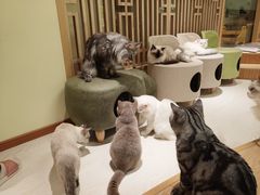 -猫和宫(六道口店)