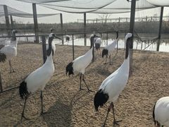 -盐城丹顶鹤湿地生态旅游区