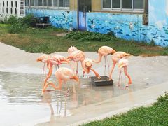 -秦皇岛野生动物园