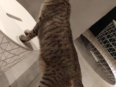 -猫儿山۰猫主题餐厅