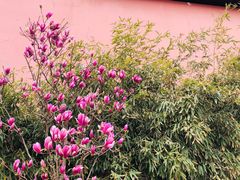 -北京第二实验小学