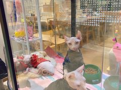 -藏猫猫咖啡主题馆(中央大道店)