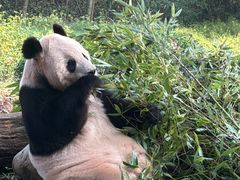 -都江堰中华大熊猫苑