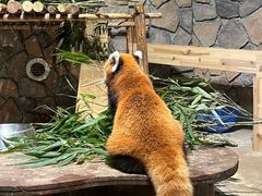 -绿色星球动物主题公园