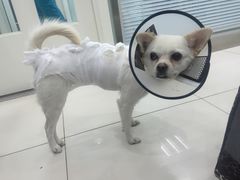 -纳吉亚猫专科动物医院博雅分院